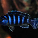 Cichlids - Aquariums & Aquarium Supplies