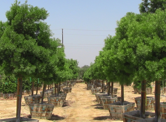 Moon Valley Nurseries - Phoenix, AZ