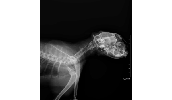 Penguin Veterinary Centre - Penguin, TAS