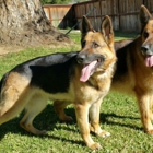 Vom Haus Middleton German Shepherds