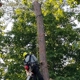 Treemax Expert Tree Services LLC