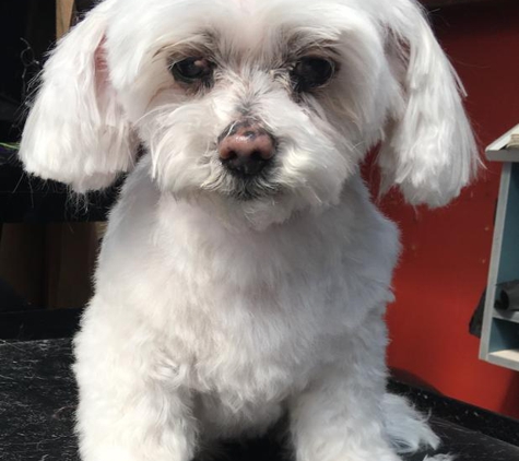 Superb Dog Grooming - Wheelers Hill, VIC
