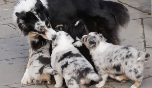 Alfoxton Dog Centre - Heathcote Junction, VIC