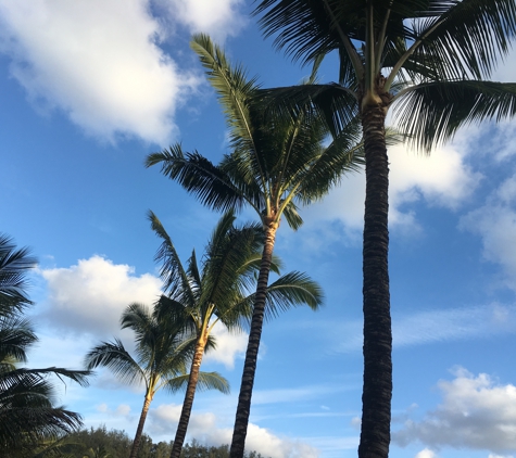 Niu Mana Palm & Tree Care LLC - Kalaheo, HI