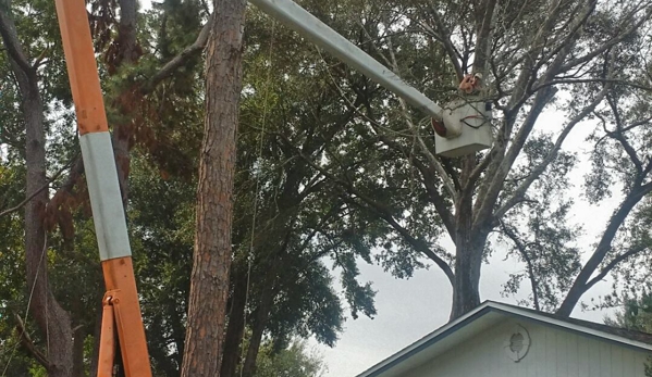 Florida all Outdoor services - Hawthorne, FL. Rotten out tree we had to bring the big bucket out 70ft boom