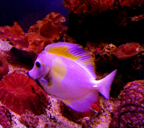 Living Reef Aquariums - Oakland Park, FL