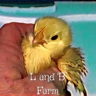 L and B Farm