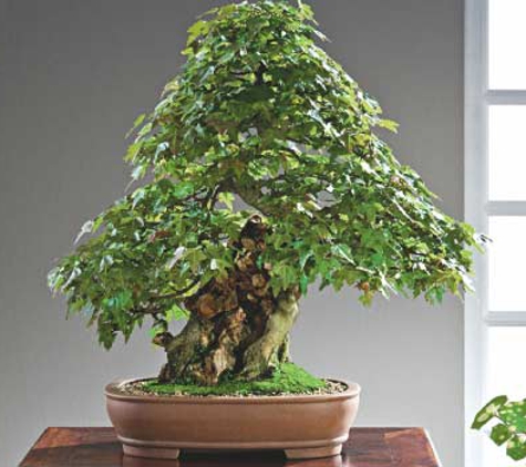 Ray Nesci Bonsai Nursery - Dural, NSW
