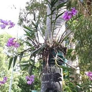 Cook Shire Council - Forsayth, QLD. The Cooktown Orchid in full bloom