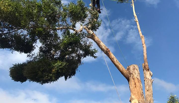Roots 2 Leaves Tree Services Pty Ltd - Swan Reach, VIC