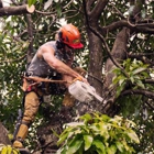 Ellis Tree & Outdoor Services