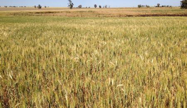 Rural Management Strategies Pty Ltd - Cootamundra, NSW
