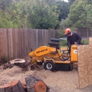 Tom 4 Stump Removal & Grinding - Stump Removal & Grinding