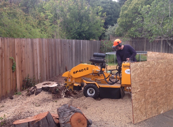 Tom 4 Stump Removal & Grinding - San Jose, CA