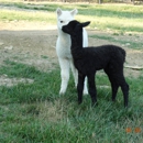 Alpaca Haven Farm of KY & Gift/Fiber Shop - Ranches