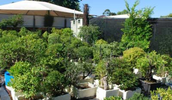 Ray Nesci Bonsai Nursery - Dural, NSW
