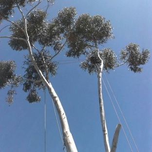 Carrillo's tree services - Chula Vista, CA