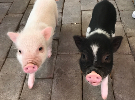 Walden Lake Animal Clinic - Plant City, FL. Thunder (left) and Bolt