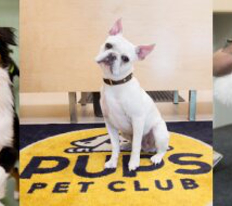 Pups Pet Club - Chicago, IL