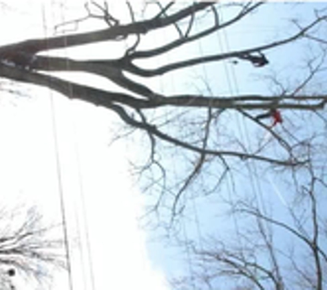 Sheltons Tree Service, LLC - Fort Wayne, IN