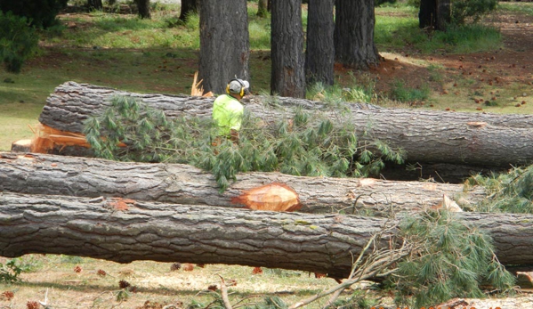 Woodstock Tree and Stump Removal - Coldstream, VIC