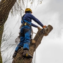 Sanchez Brothers Tree Service - Arborists