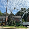 Pepe's Tree Services gallery