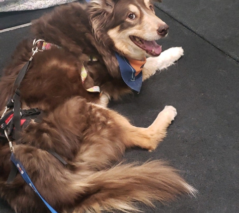 Canine Rehabilitation & Conditioning Group, LLC - Englewood, CO