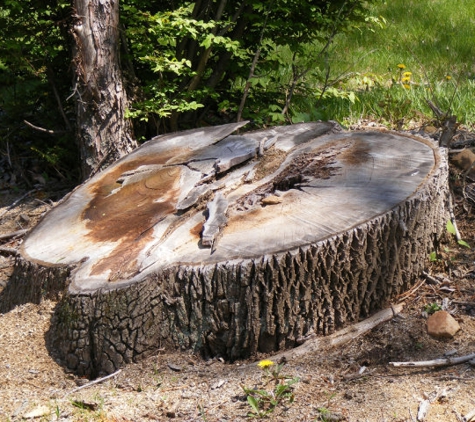 Adelaide Tree Felling Services - Glynde, SA