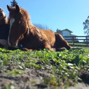 Hoofbeats Stables - Horse Training