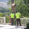 Cutting Edge Tree Professionals, LLC gallery