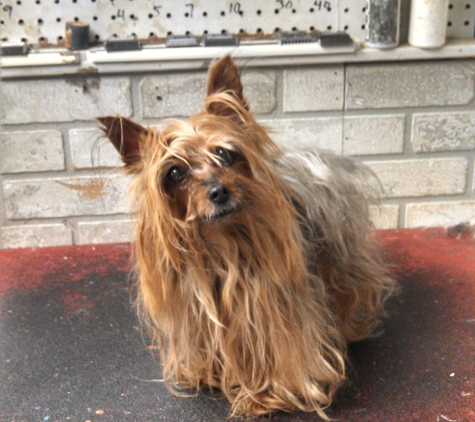 Country Critters Pet Grooming - Barclay, IL