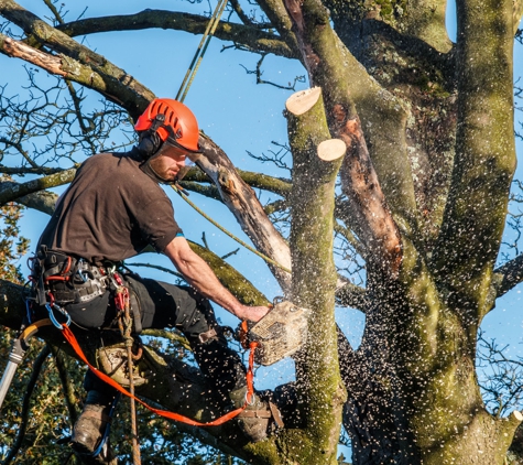 Chop Chop Tree - Kissimmee, FL