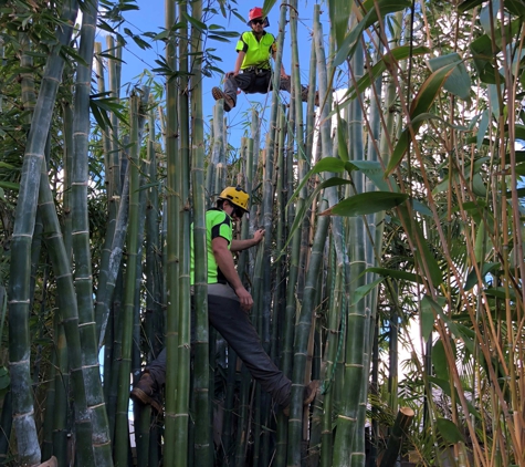 All Tree And Palm Trimming And Removal
