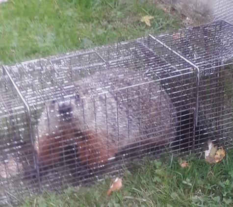 Can Catch Varmint Control - Port Huron, MI. Hogzilla yep it's moving day for you mister