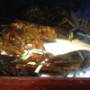 Red Lobster gallery