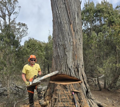 Aussie Tree Fellers - Goulburn, NSW. Dead old tree