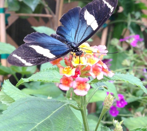 Mackinac Island Butterfly House - Mackinac Island, MI