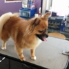 K-9 Kuts Pet Grooming gallery