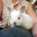 Boston Pets - Pet Stores