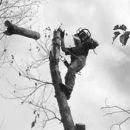 D&T's Trees - Tree Service