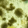 Photo #31