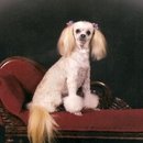 Prim 'n Proper Pet Styles by Beebe - Pet Grooming