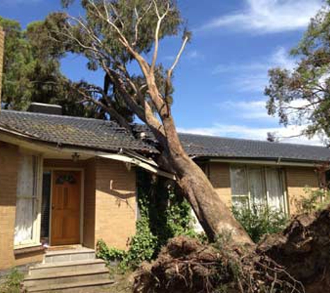 Simpson Trees & Stumps - Alfredton, VIC