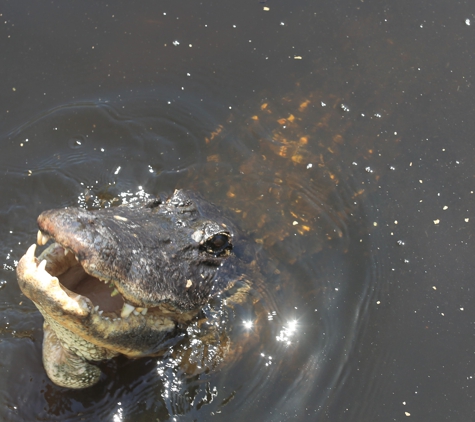 Airboat Rides Miami - Miami Beach, FL. Alligator