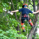 Out on a Limb - Tree Service