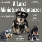 A'Lord Miniature Schnauzer