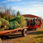 Pioneer Trails Tree Farm