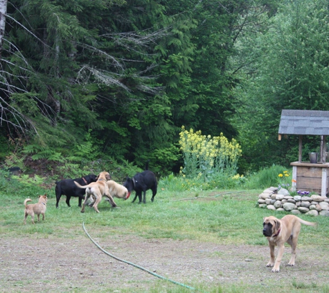 Buster's Boarding - Shelton, WA