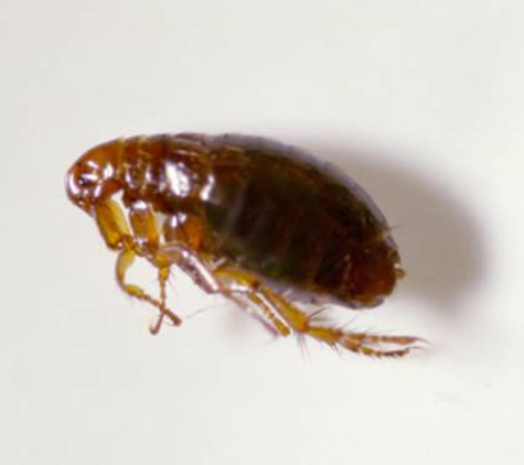 BP Homecare Pest Control - North Perth, WA. Fleas